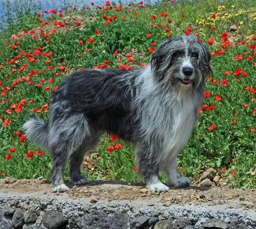 Steh vor Mohn500